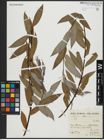Foto von Salix alba subsp. alba L.